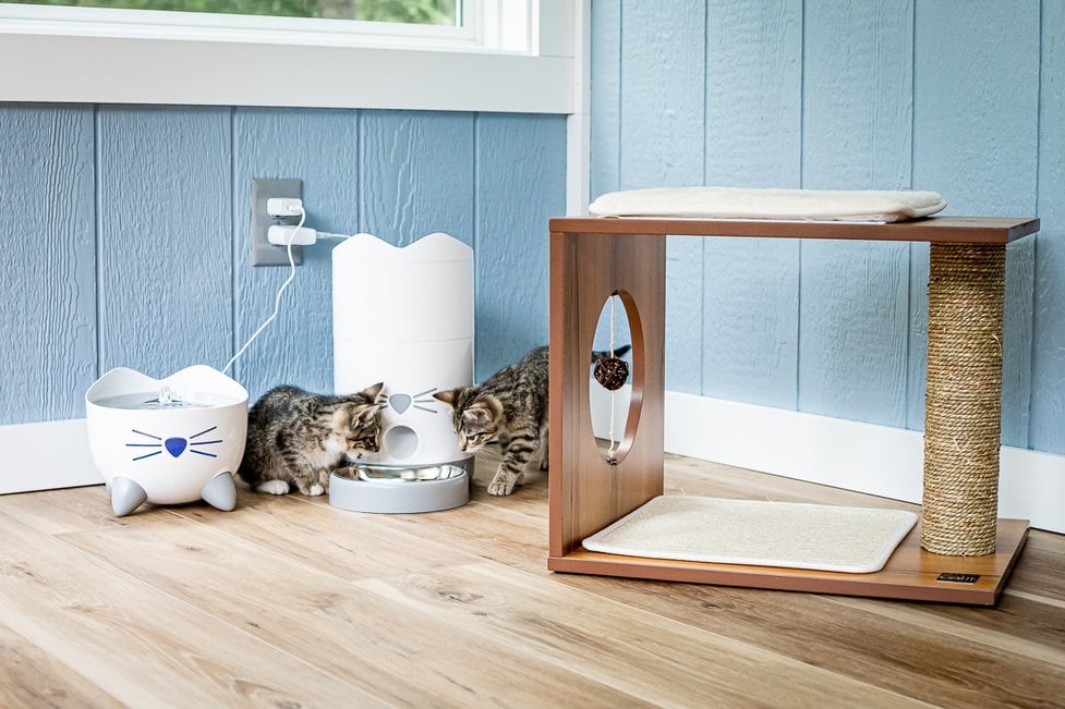 16 of the Best Online Pet Supplies For Cats Dogs Read Now